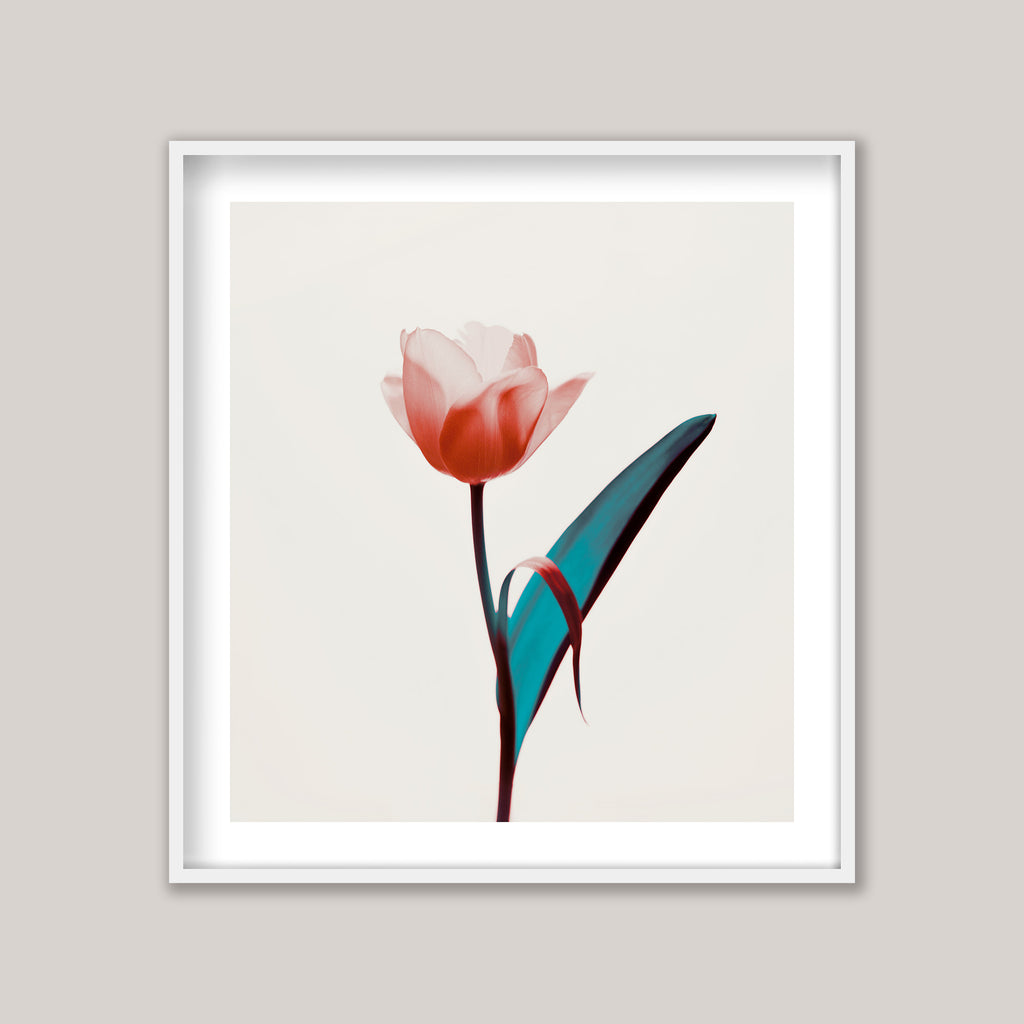 Tulip Mania