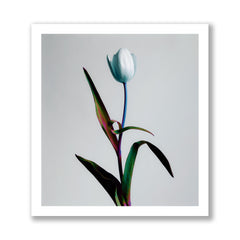 Tulipa - A Single Tulip