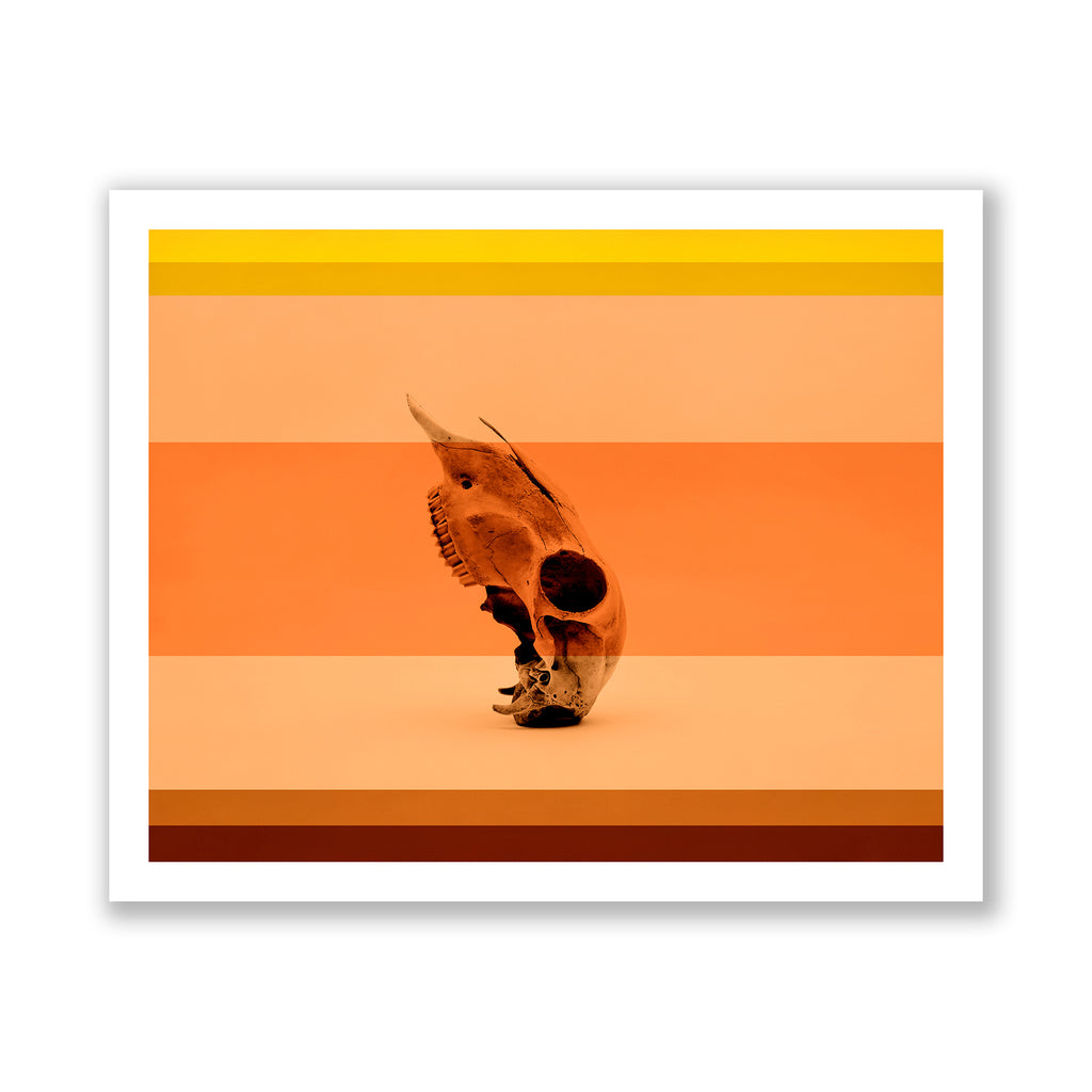 Coral & Bone II