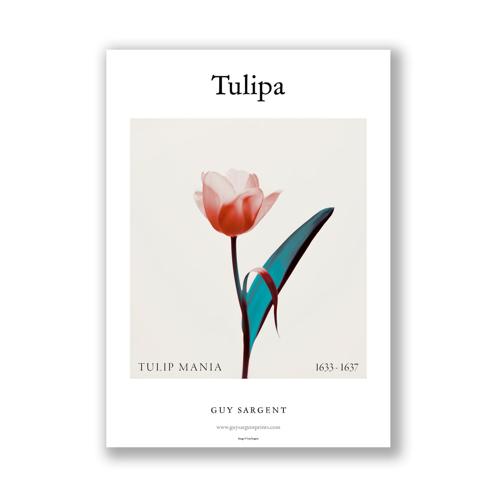 Tulipa - Tulip Mania