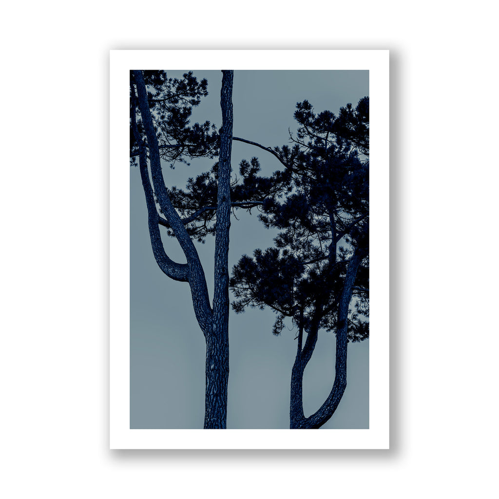 Blue Pine