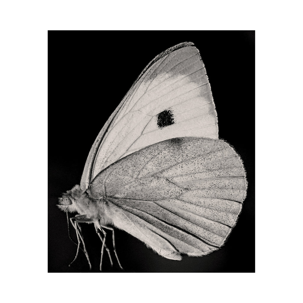 The Butterfly
