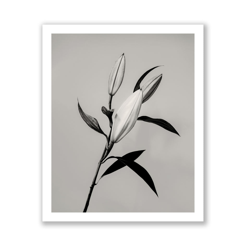 The Lily