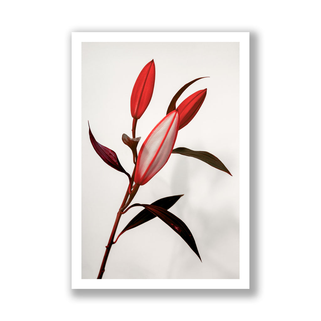 The Lilies III