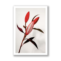 The Lilies III