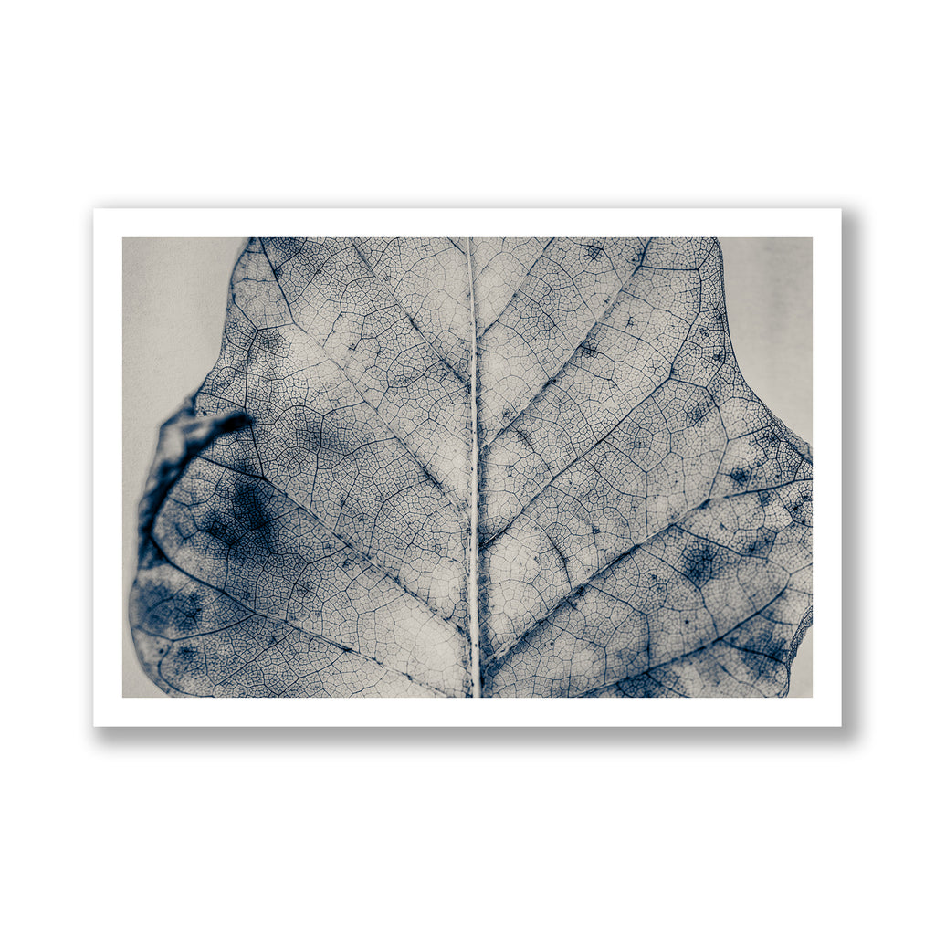 The Vein of Truth
