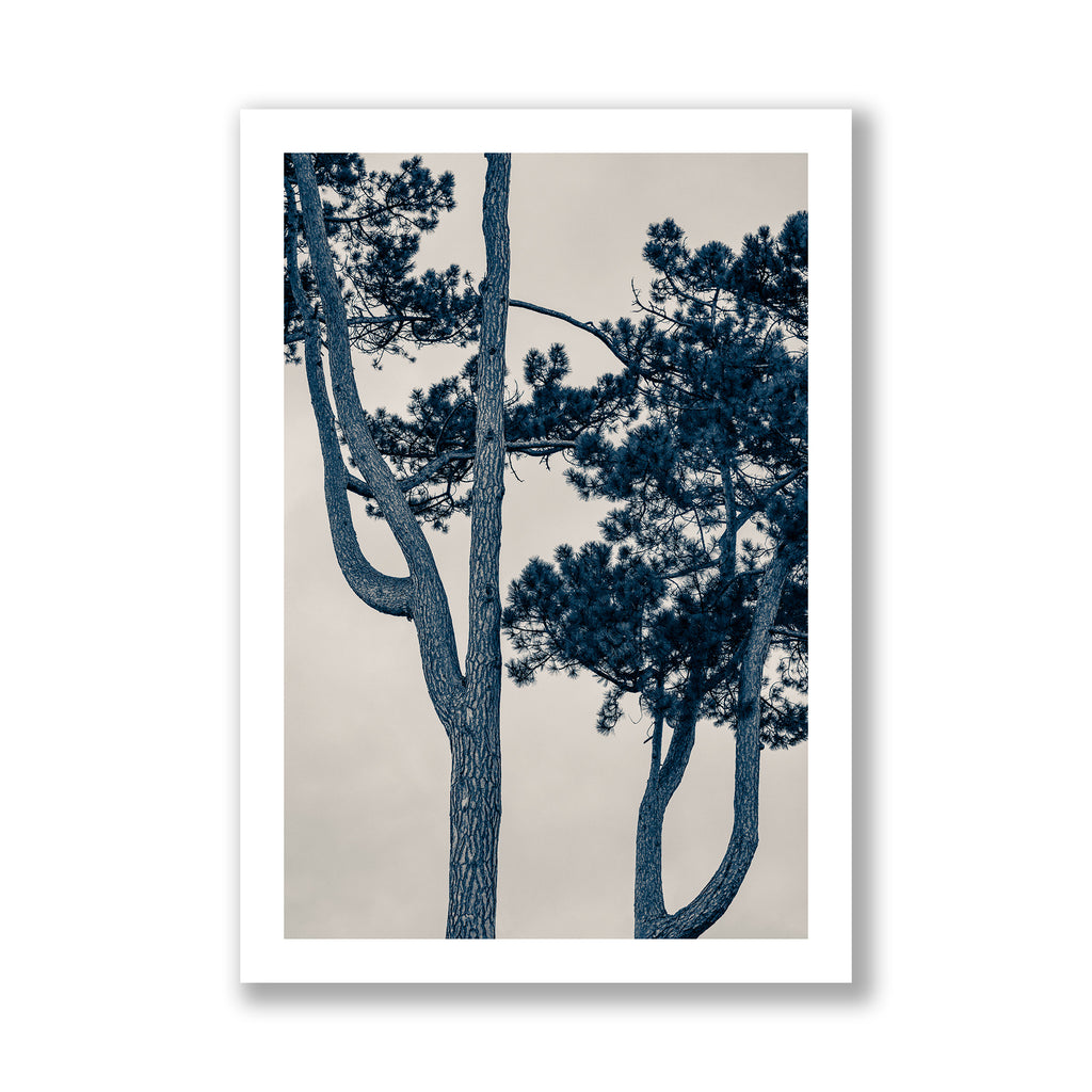 The Pine Tree