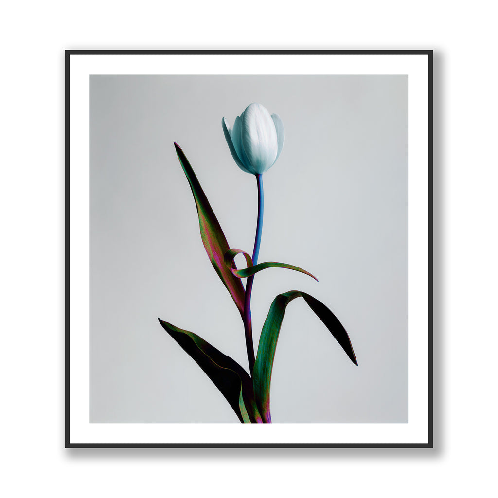 Tulipa - A Single Tulip