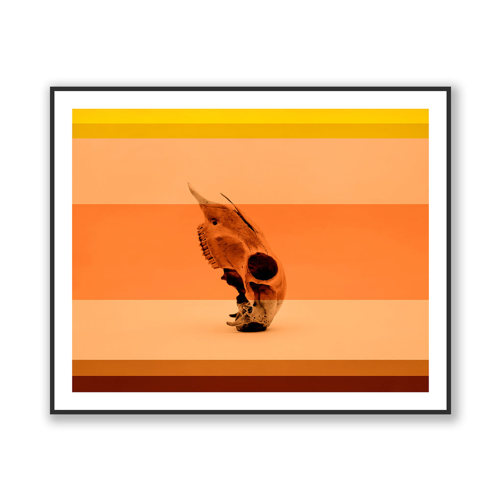 Coral & Bone II