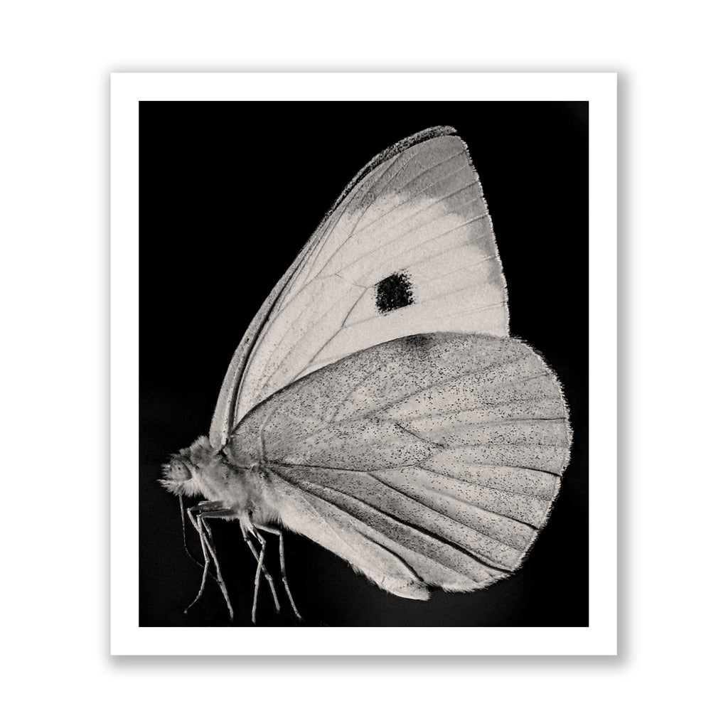 The Butterfly