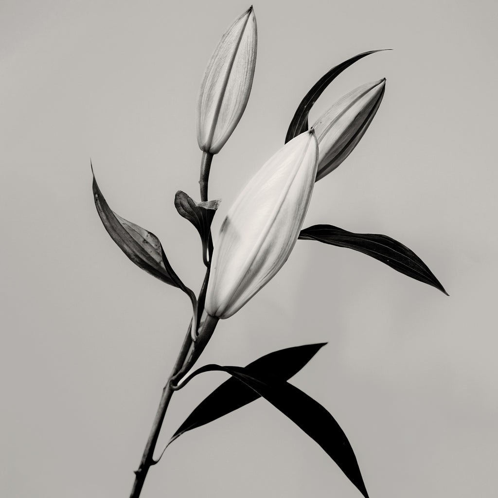 The Lily