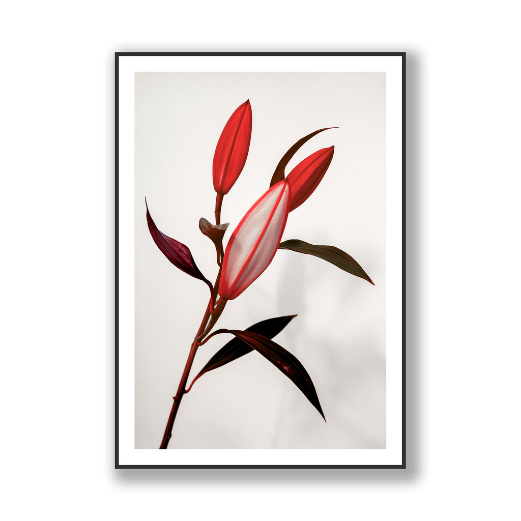 The Lilies III