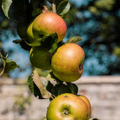 Apples