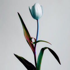 Tulipa - A Single Tulip