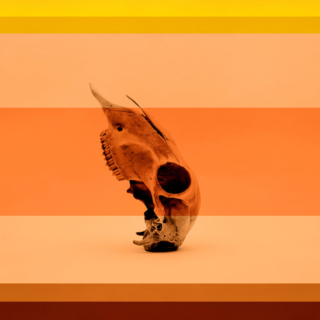Coral & Bone II