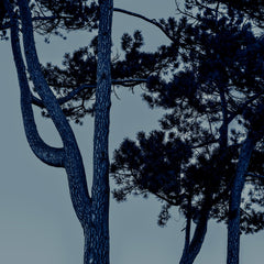 Blue Pine