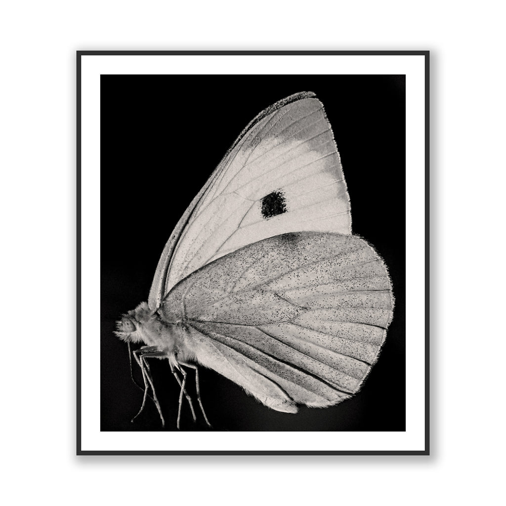 The Butterfly