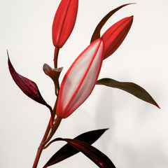 The Lilies III