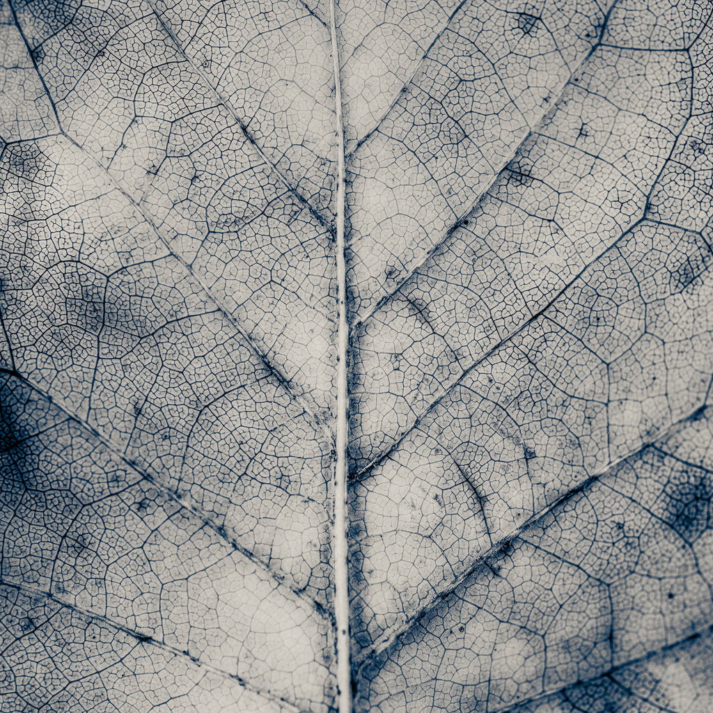 The Vein of Truth