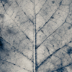 The Vein of Truth