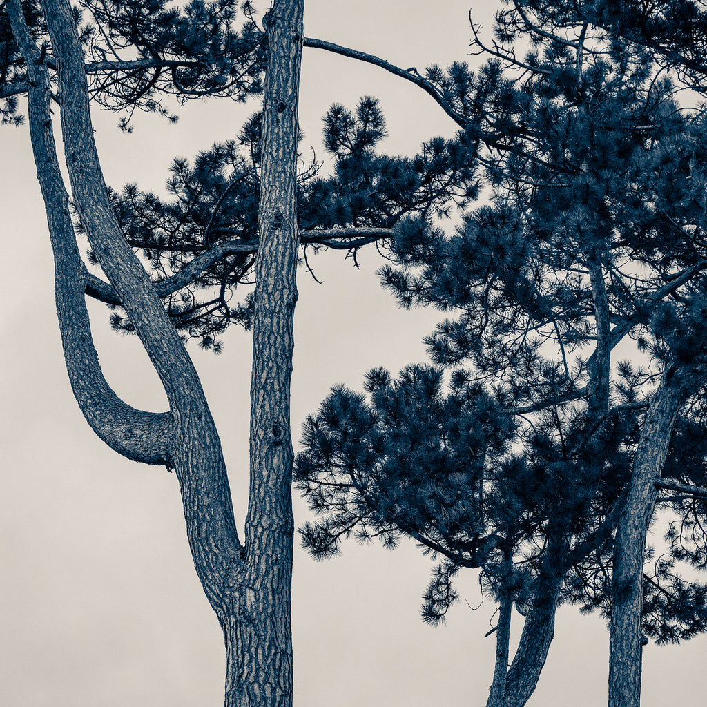 The Pine Tree
