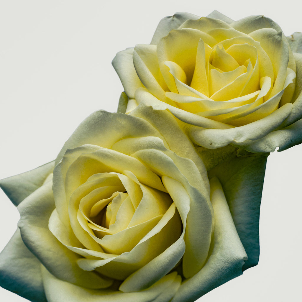Yellow Roses