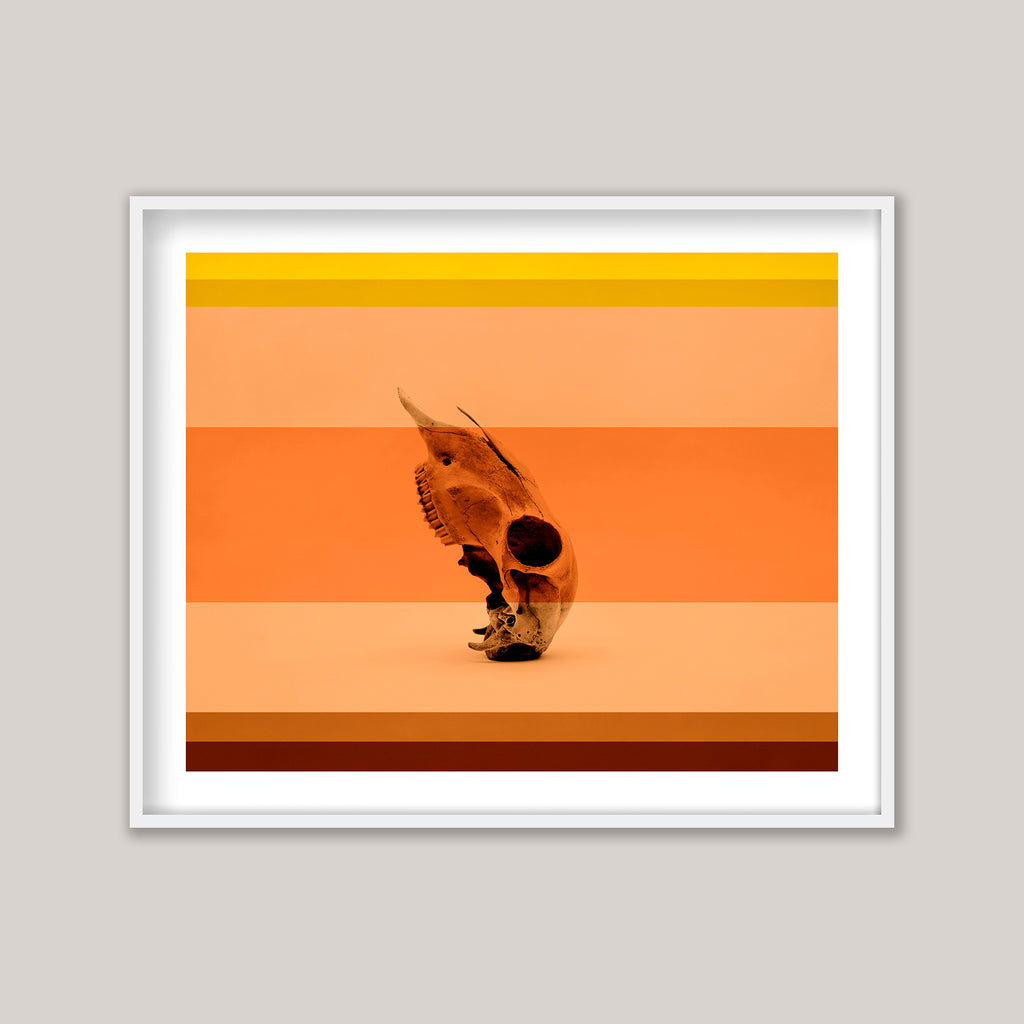 Coral & Bone II