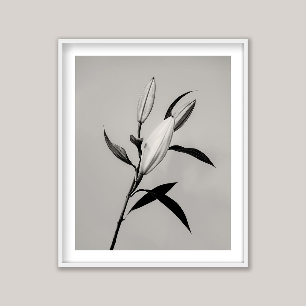 The Lily
