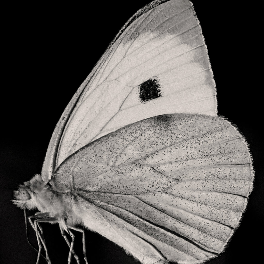 The Butterfly