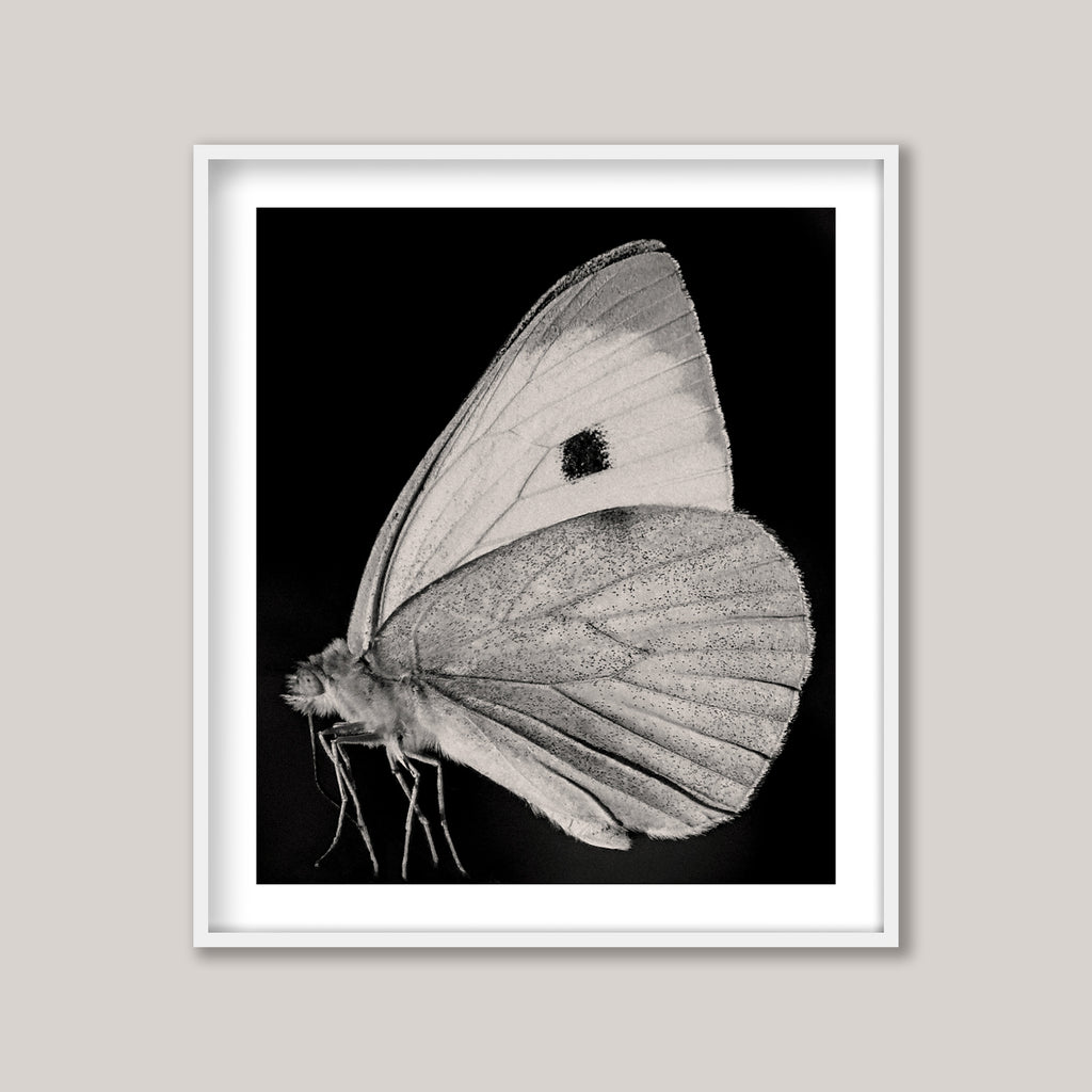 The Butterfly