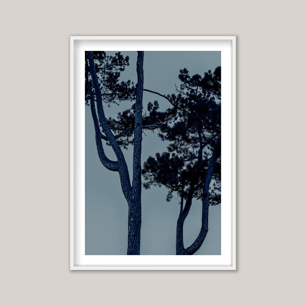 Blue Pine