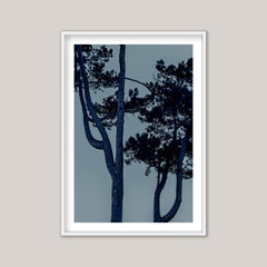 Blue Pine