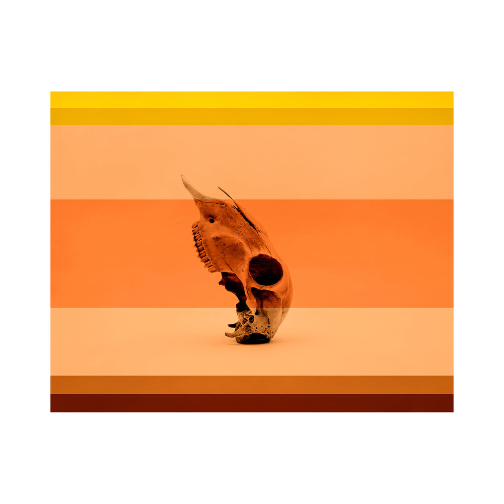 Coral & Bone II