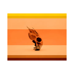 Coral & Bone II