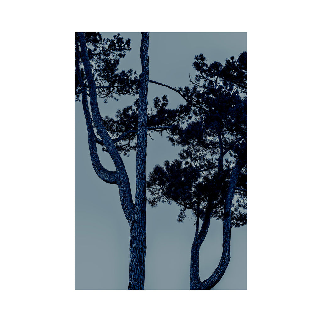 Blue Pine