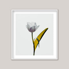 Yellow Leaf Tulip