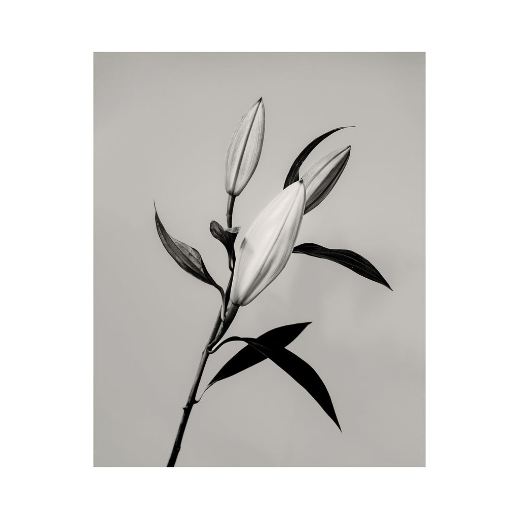 The Lily