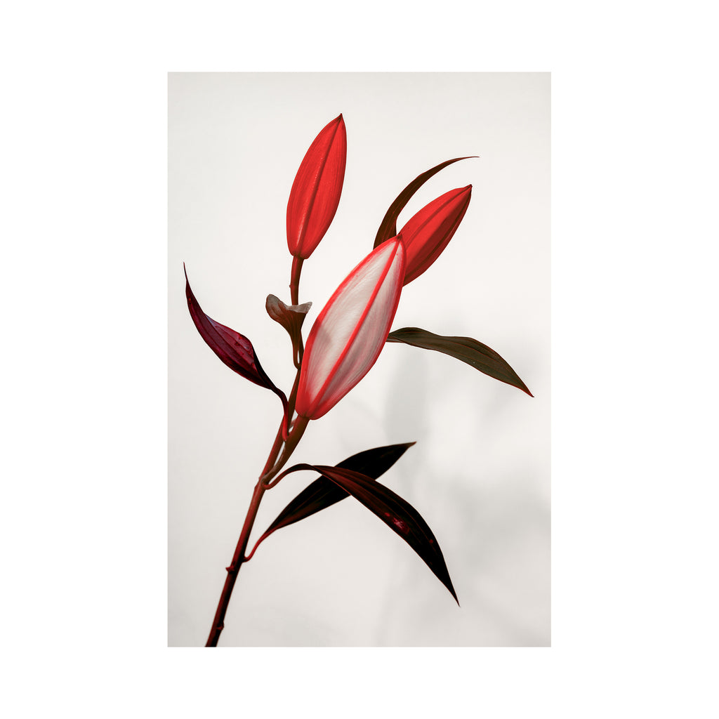The Lilies III