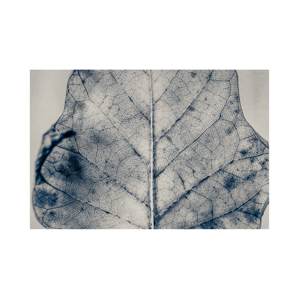 The Vein of Truth
