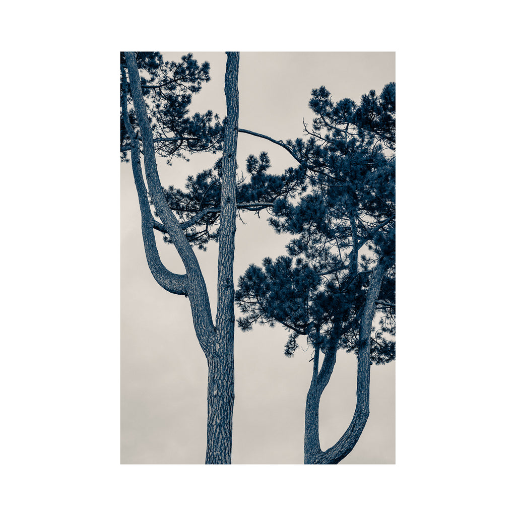 The Pine Tree