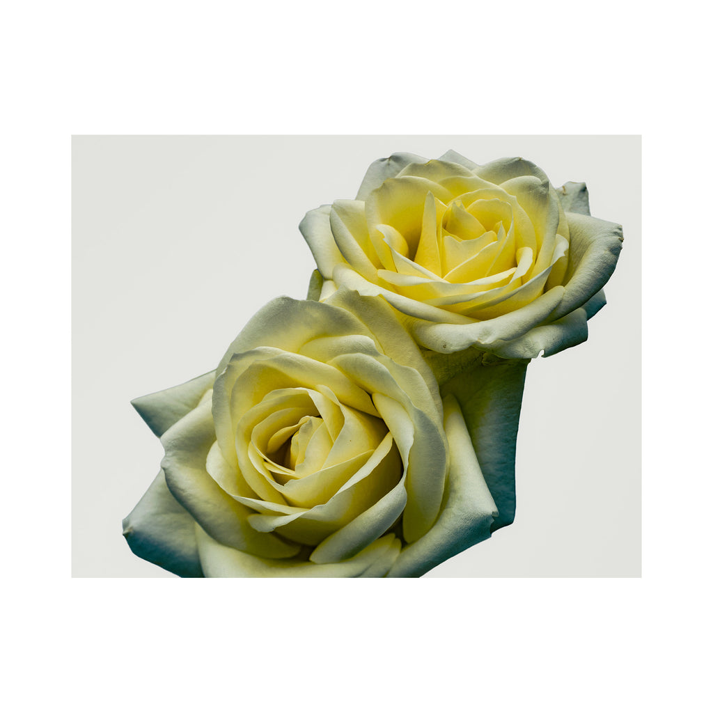 Yellow Roses