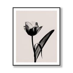 Tulipa - Sepia