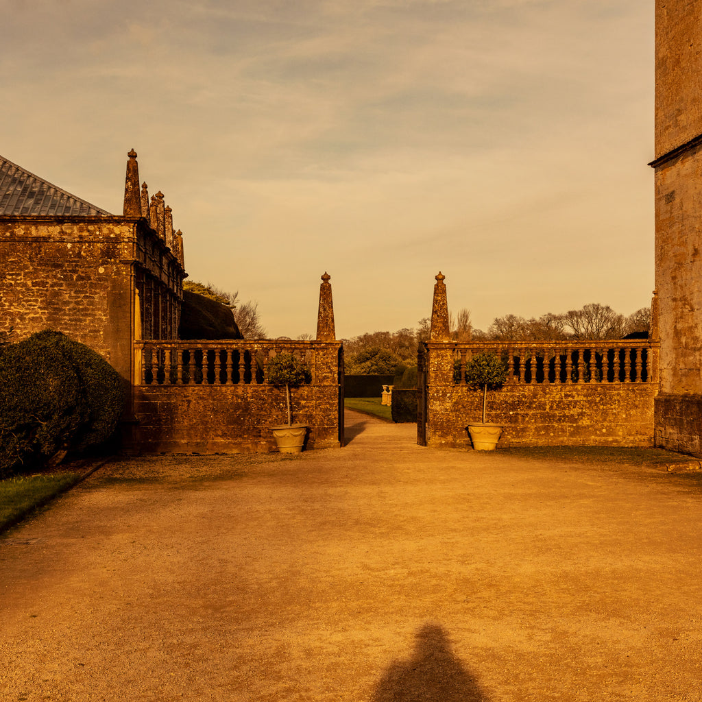 Montacute Shadow