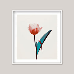 Tulip Mania