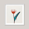 Tulip Mania