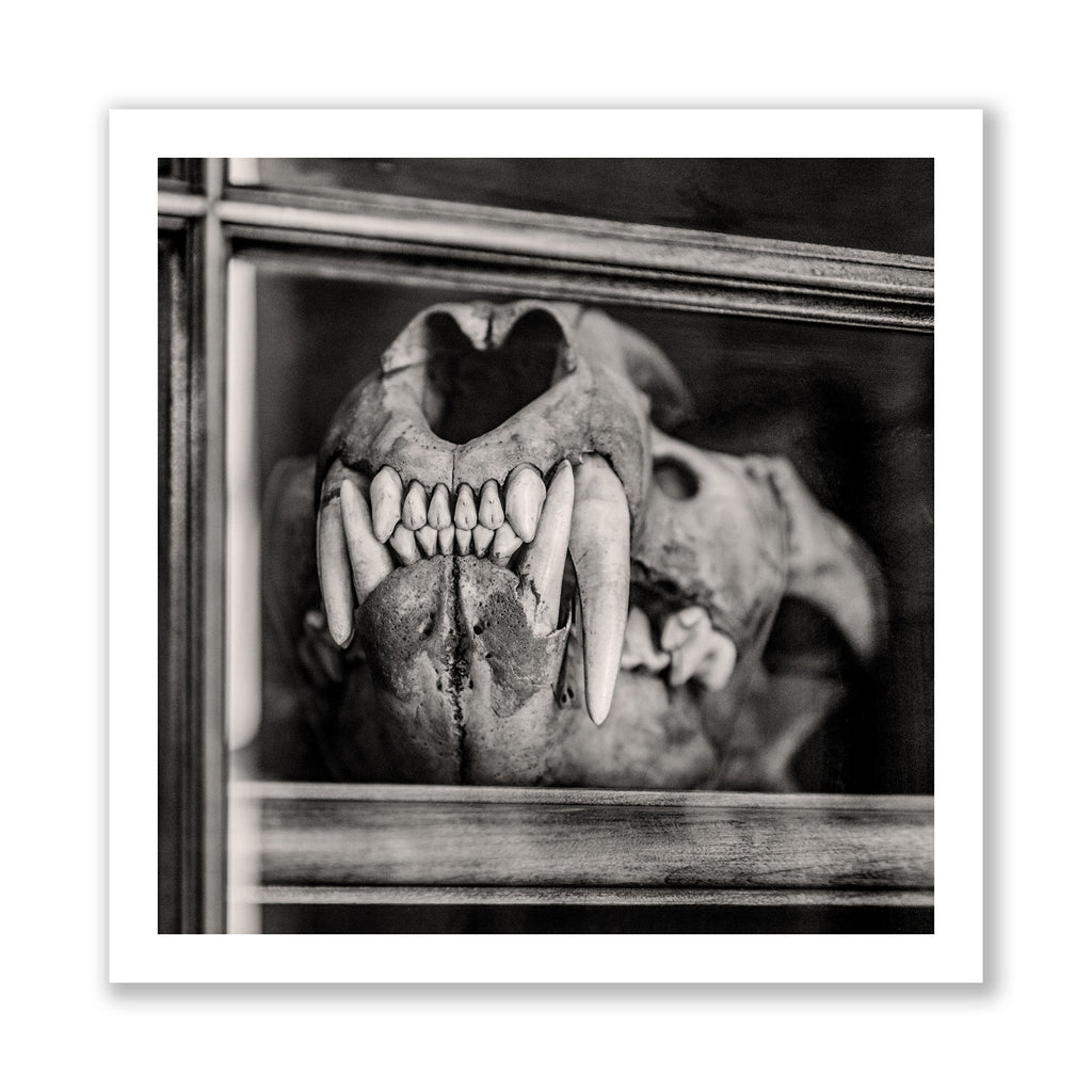 Black and white photo of a lion skull with large teeth and visible jaw structure.