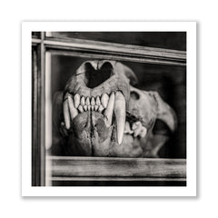 Black and white photo of a lion skull with large teeth and visible jaw structure.