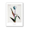 Tulip Mania - Poster