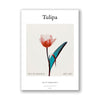 Tulipa - Tulip Mania