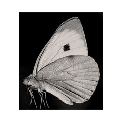 The Butterfly